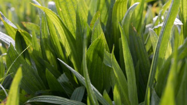 New forage plantain offers natural solution to nitrate leaching