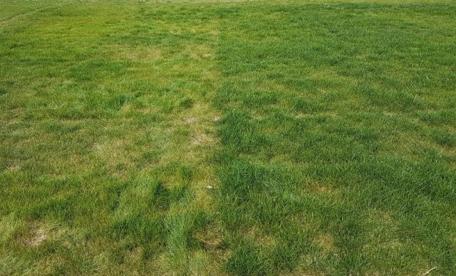 A Spring of Stress, Struggle and Turf Survival