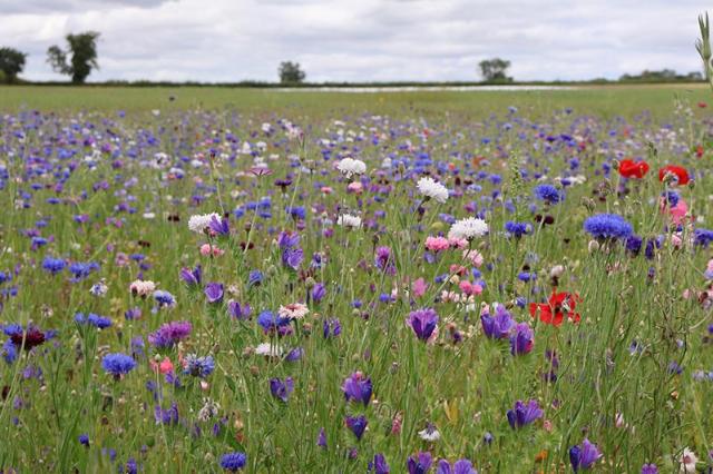 DLF return to GroundsFest with futureproofed solutions for green spaces