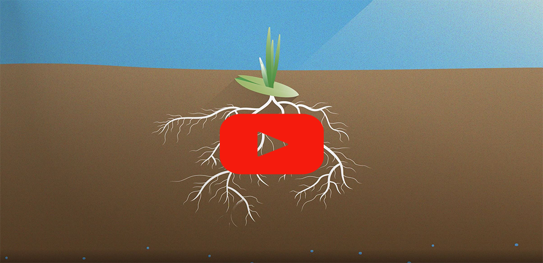 Roots with drought resistance