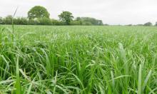 Choosing the right grass species