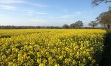 Early maturing rapeseed benefits growers
