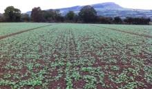 Reduce establishment risks with alternative rapeseed approach 