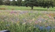 DLF Wildflower delivers colour and diversity for Lilley Brook Golf Club