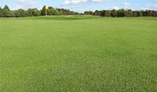 Getting the best from your bent overseeding programme