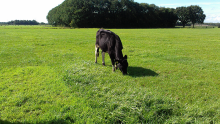 Aim for sward density, winter hardiness and freedom from disease for healthy grass