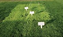 DLF/Johnsons Sports Seed showcase advanced cultivars and mixtures at SALTEX - Stand J100
