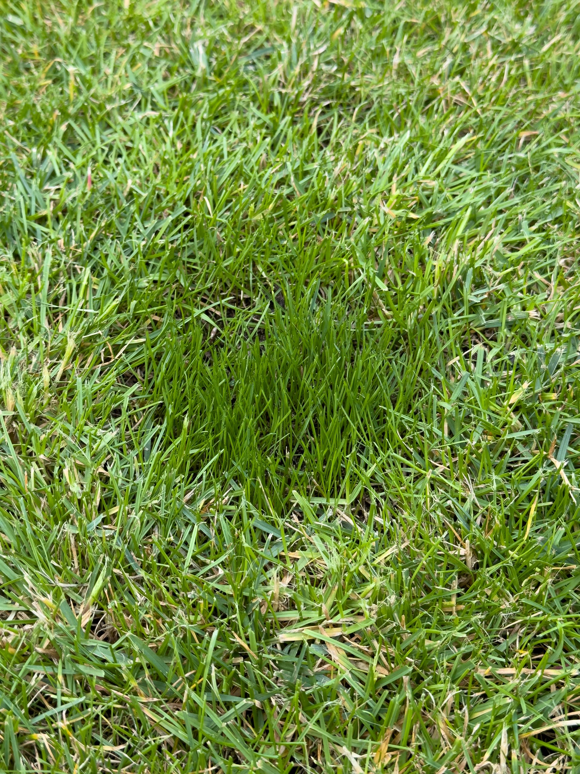 How to solve common lawn headaches with Johnsons Lawn Seed