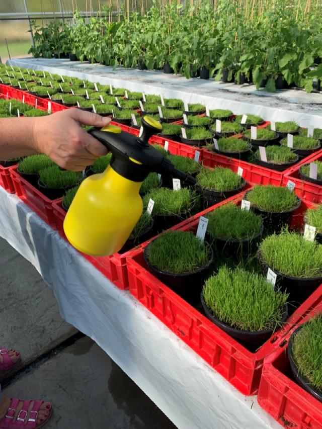 Screening of different perennial ryegrass varieties.