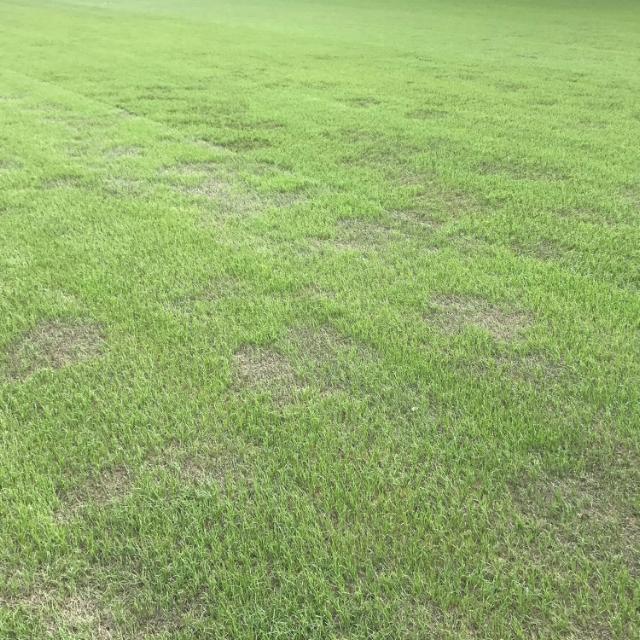 Brown patch on football pitch