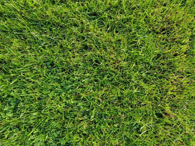 Field of grass
