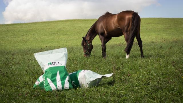 Horse grazing in a paddock