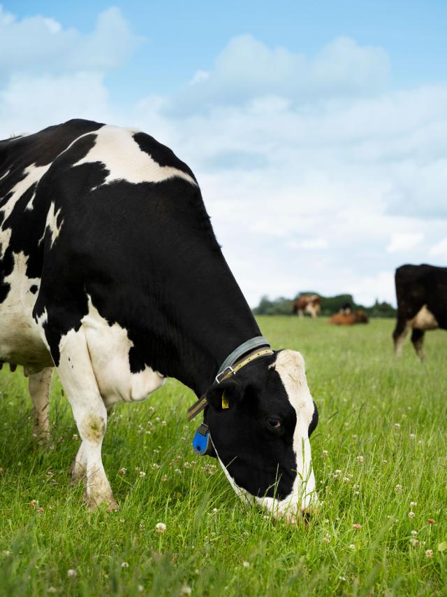 Cow lying in grass field
