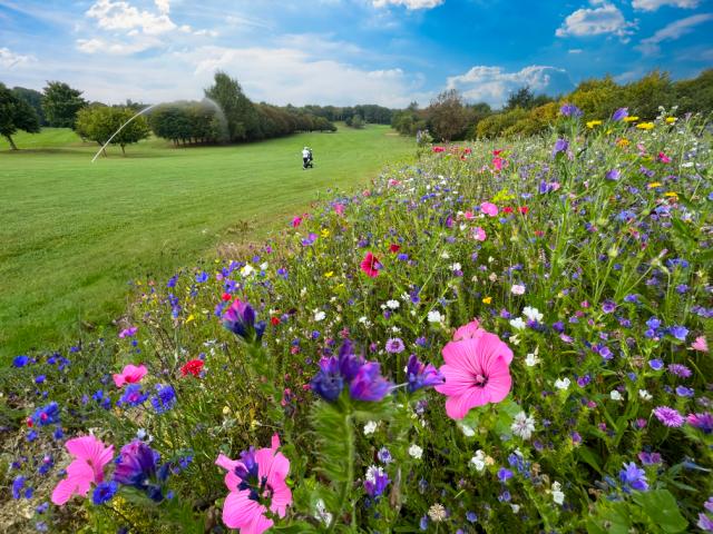 Landmandens blomster, gule, blå, røde valmuer