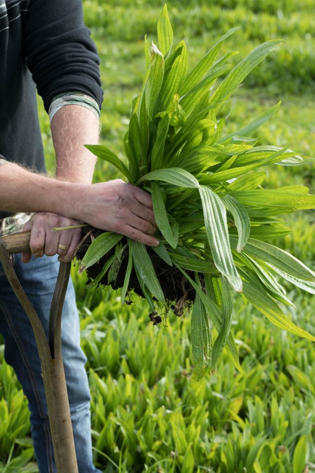 Farmer holding Plantain