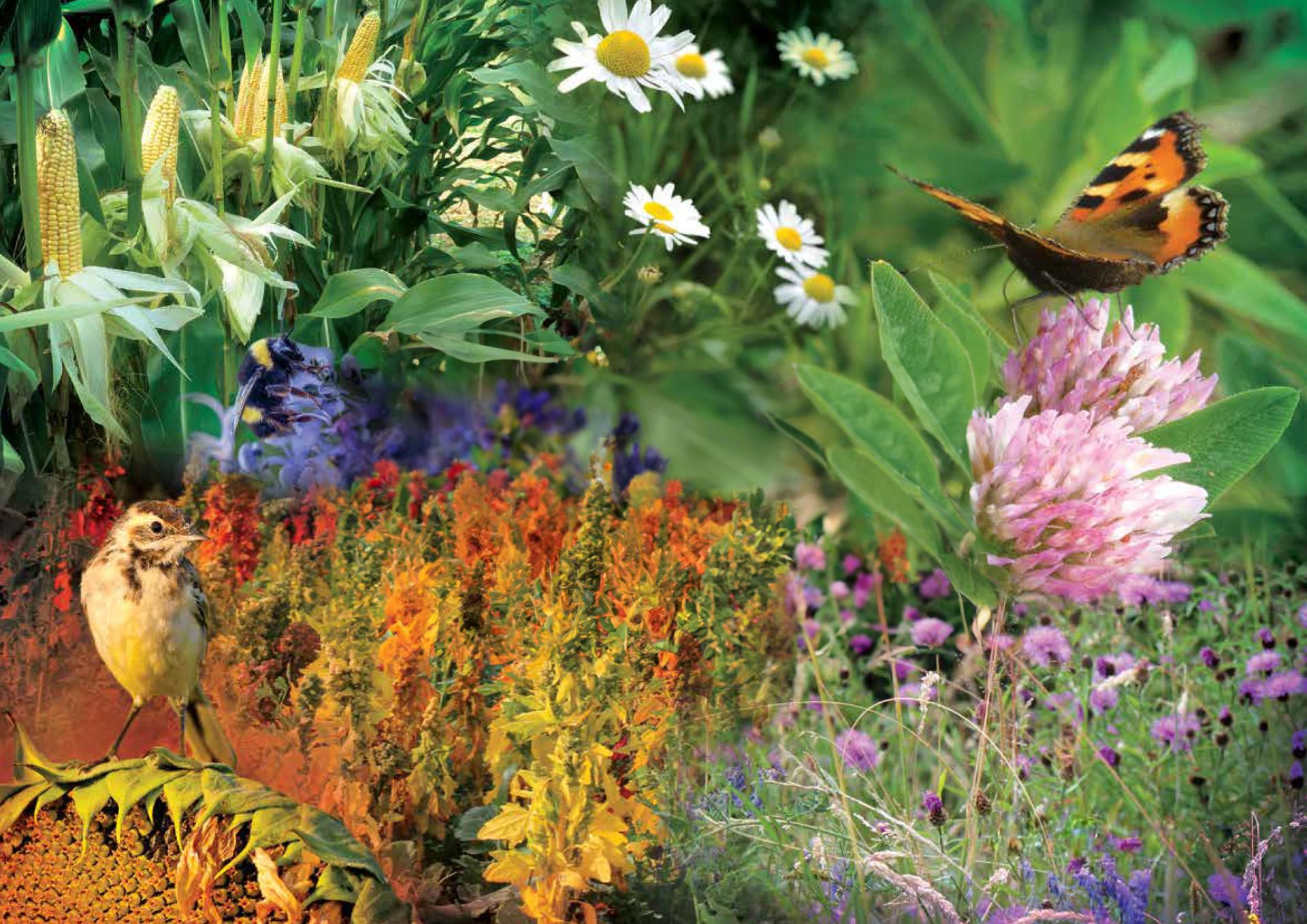Dlf Roots Forage Crops From DLF Seeds